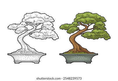 Bonsai tree in pot. Vintage color vector engraving illustration for poster, label, web. Isolated on white. Hand drawn design element