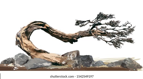 Bonsai tree surrounded by boulders