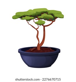 Bonsai tree with twisted trunk, foliage in ceramic pot in cartoon style, asian mini plant isolated on white background