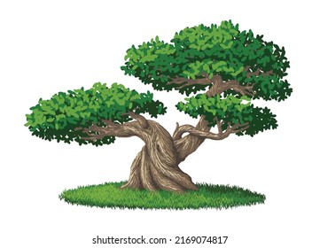 Bonsai Tree with two big branches vector Illustration isolated on white background