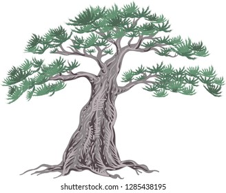 Bonsai tree vector drawing on white background