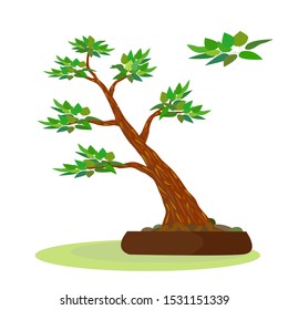 bonsai tree vector,bonsai isolated,zen garden