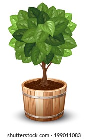 Bonsai tree in wooden tub. Vector illustration.