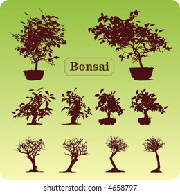 Bonsai trees