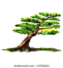 Bonsai watercolor : vector