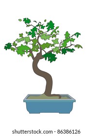 Bonsai and watering can