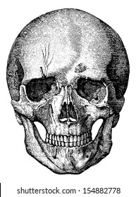 Bony skeleton of the face and the anterior part of the skull, vintage engraved illustration. Usual Medicine Dictionary - Paul Labarthe - 1885.