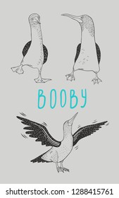 booby, ave divertida, vector