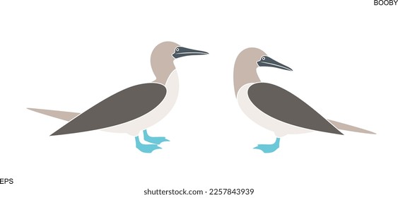 Booby logo. Isolated booby on white background. Gannet