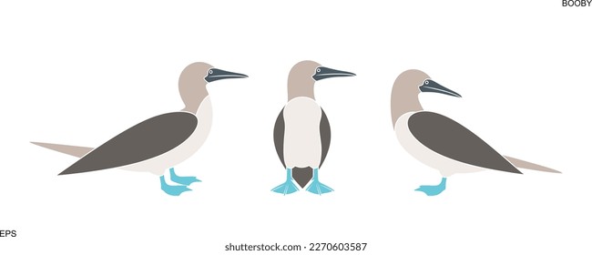 Booby logo. Isolated booby on white background. Gannet