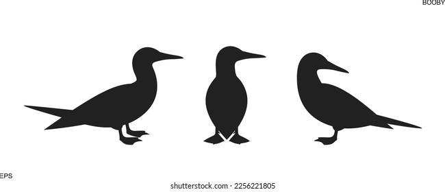 Booby silhouette. Isolated booby on white background. Gannet