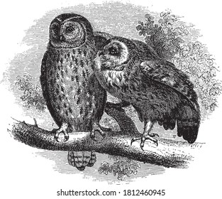 The booing cat, the owl, From the Dictionary of Word and Things, 1888. svg