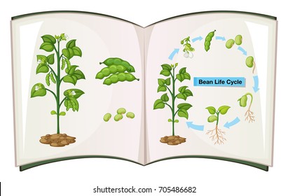 Book of bean life cycle illustration