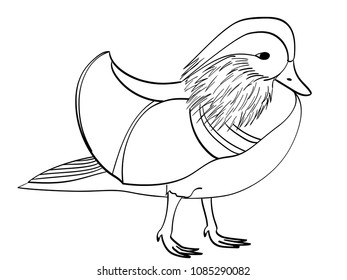 Download Mandarin Duck Drawing Images, Stock Photos & Vectors ...