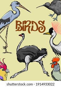 Book cover template with different birds. Motives of nature, education and wildlife. Can be used for illustration, ebooks and printing books