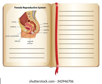 Book of female reproductive system illustration