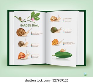 Book of Knowledge Various types of live snails.vector