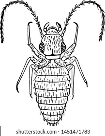 Book Louse, vintage engraved illustration.