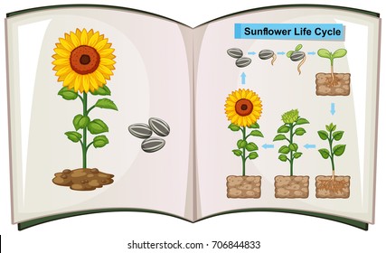 Book showing diagram of sunflower life cycle illustration
