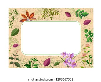 Booklet cover with drawn vector spices. You can also use these plants by itself.