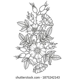 Boquet of Black and white dog-rose flowers, branches and leaves. Vector isolated on white background. Coloring, elements for packaging design of cosmetics, medicine, tea, invitetion and cards