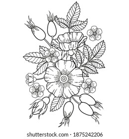 Boquet of Black and white dog-rose flowers, branches and leaves. Vector isolated on white background. Coloring, elements for packaging design of cosmetics, medicine, tea, invitetion and cards