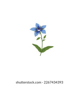 Borage or Borago officinalis also known as starflower herb. Vector illustration isolated on white background. For template label, packing, web, menu, logo, textile, icon