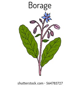 Borage (Borago officinalis), or starflower, culinary and medicinal plant. Hand drawn botanical vector illustration