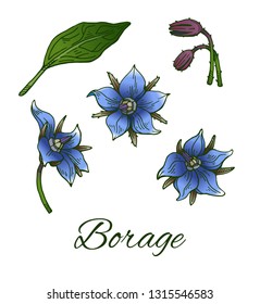 Borage (Borago officinalis), or starflower hand drawn sketch. Vintage medicinal herb and spice. Blue flowers and buds retro set. Botanical colorful vector illustration isolated on white background