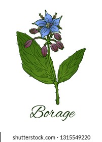 Borage (Borago officinalis), or starflower hand drawn sketch. Vintage sketch of medical herb and spice, flower with leaves. Retro line art. Botanical colorful vector illustration isolated on white. 