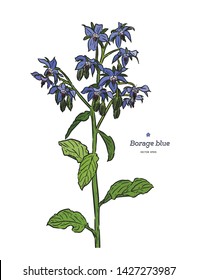 Borage (Borago officinalis), or starflower hand drawn sketch. Vintage medicinal herb and spice. Blue flowers and buds retro set. Botanical colorful vector