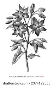 Borage botanical vintage illustration black and white clip art