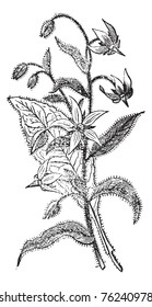 Borage also known as  Borago officinalis, flowers, vintage engraved illustration of Borage flowers isolated against a white background.