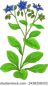 Borage Plant Colored Detailed Illustration