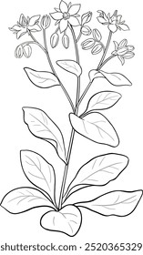 Borage Plant and Leaves Outline Illustration