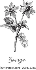 Borage. Sketchy hand-drawn vector illustration.