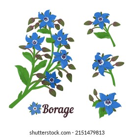 Borage or starflower herb. Branches with leaves and flowers. Vector botanical design elements. 