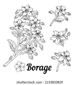 Borage or starflower herb. Branches with leaves and flowers. Vector botanical design elements. Hand drawn line art.