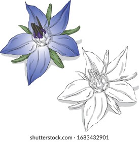 ilustración vectorial borage, color y blanco y negro, fondo aislado.