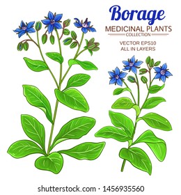 borage vector set  on white background