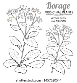 borage vector set  on white background