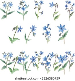 Borage.Watercolor blue flowers on a white background. Hand drawn illustration.