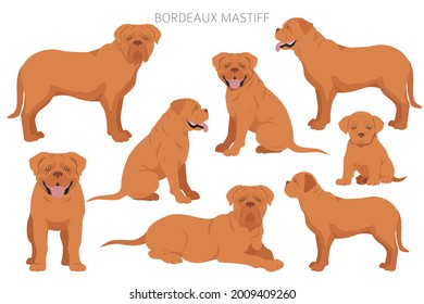 Bordeaux mastiff clipart. Different coat colors and poses set.  Vector illustration