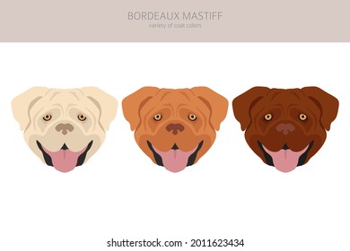 Bordeaux mastiff clipart. Different coat colors and poses set.  Vector illustration