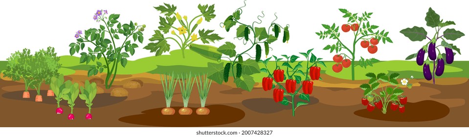 Border with agricultural landscape with different agriculture plants with ripe vegetables isolated on white background. Harvest time