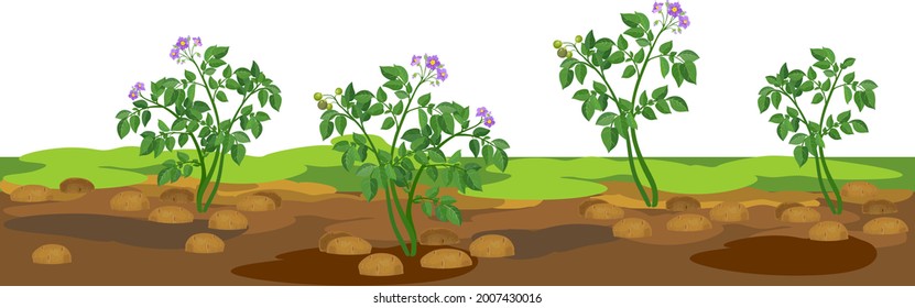 Border with agricultural landscape with potato plants. Harvest time
