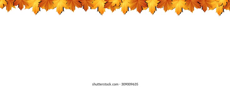 Border of autumn maples leaves.