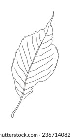A border background illustration drawn with lines showing fallen leaves from trees in the fall season. Fallen leaves, maple leaves, acorns, ginkgo leaves.
