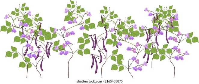 Border with bean plants with purple flowers and green leaves isolated on white background