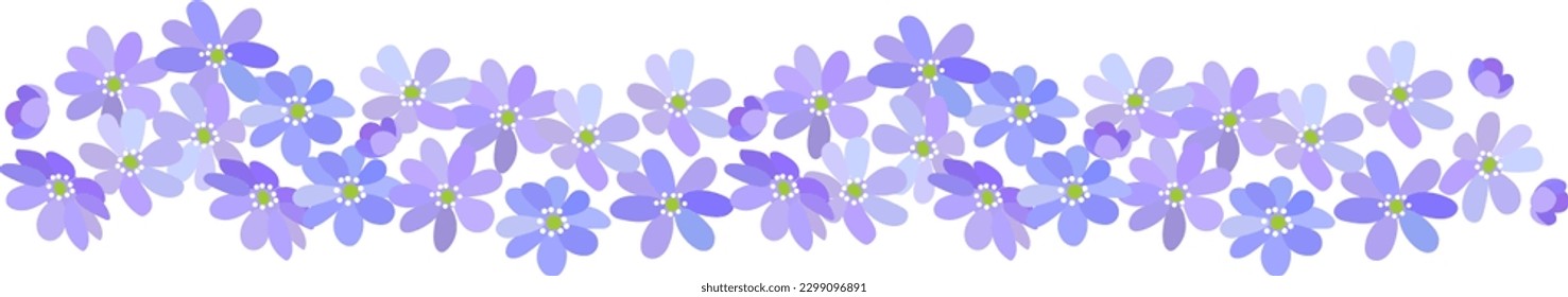 Borde de la primavera azul florecimiento de flores silvestres Hepatica aislado en fondo blanco